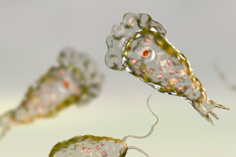 Cómo se contrae la infección causada por la ameba comecerebros y qué riesgos existen al nadar en agua dulce