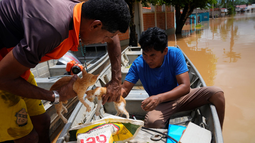 Rescatan a animales olvidados tras las desastrosas inundaciones