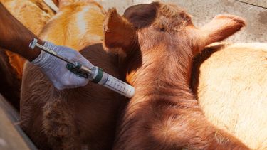 ¿Cómo afecta al precio de la carne la vacuna antiaftosa en Mendoza?