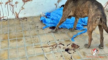 Sitio Andino | perro asesinado.jpg
