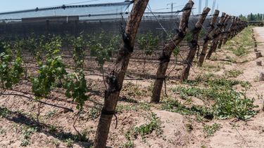 Sitio Andino | mundial de bodegas, viñedos, viñas, riego por goteo.jpg