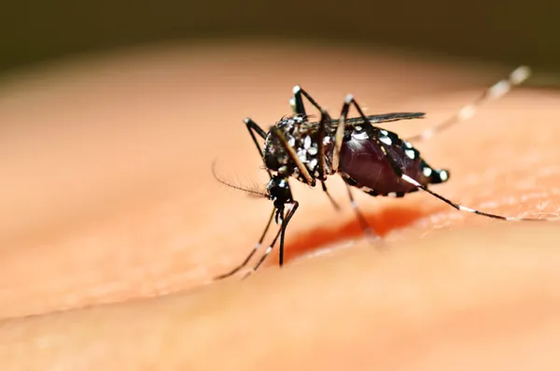 El peculiar método que científicos utilizarán para batallar contra los mosquitos