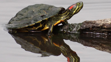 Mascota: los cuidados esenciales para tu tortuga de orejas rojas