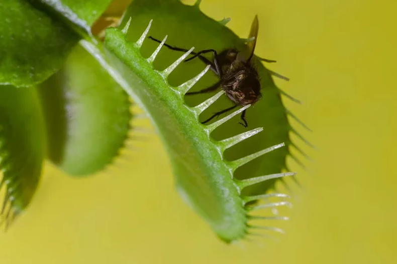 Jardinería: la guía definitiva para cuidar una planta carnívora