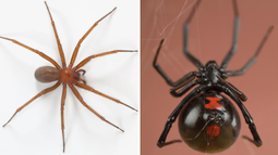 Cómo reconocer a las únicas dos especies de araña peligrosas en Mendoza y qué hacer en caso de picadur
