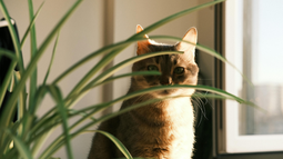 Mascota: tres plantas seguras para tu gato y perfectas para decorar tu casa