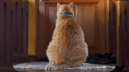 Mascota: ¿los gatos sienten rencor por la ausencia de su tutor?&nbsp;