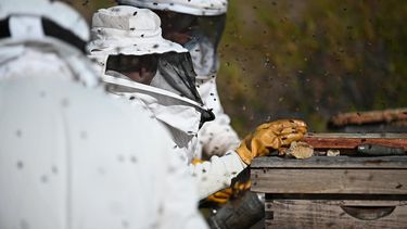 Para potenciar la apicultura en la provincia de Mendoza, buscan reformar una ley clave para el sector. Para potenciar la apicultura en la provincia de Mendoza, buscan reformar una ley clave para el sector.