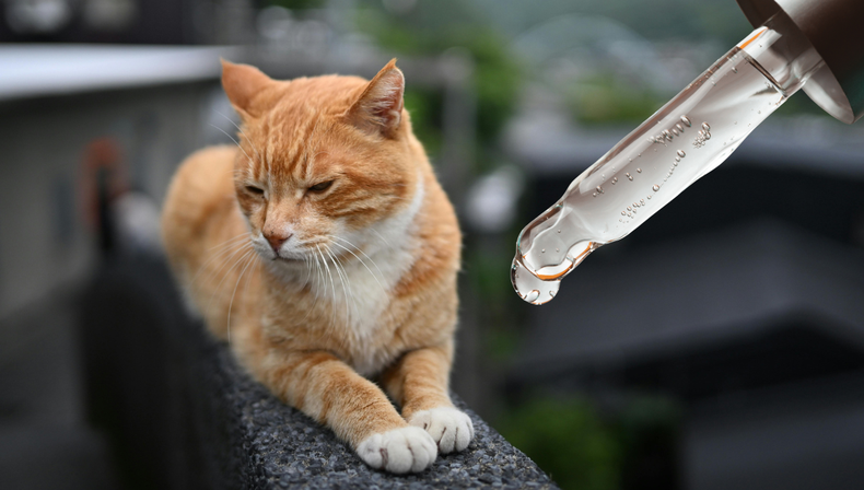 Cómo hacer una pipeta casera para gato contra pulgas y garrapatas