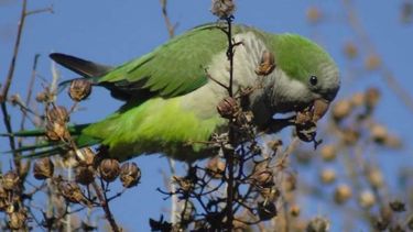 Estas aves atacan a las producciones de ciruela