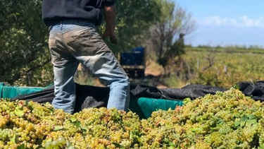 Alerta en el agro: el semáforo de Coninagro se tiñe de rojo y suma sectores en crisis. Alerta en el agro: el semáforo de Coninagro se tiñe de rojo y suma sectores en crisis.