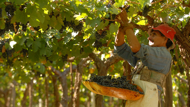 Cuál es la situación actual de la uva moscatel. Cuál es la situación actual de la uva moscatel.