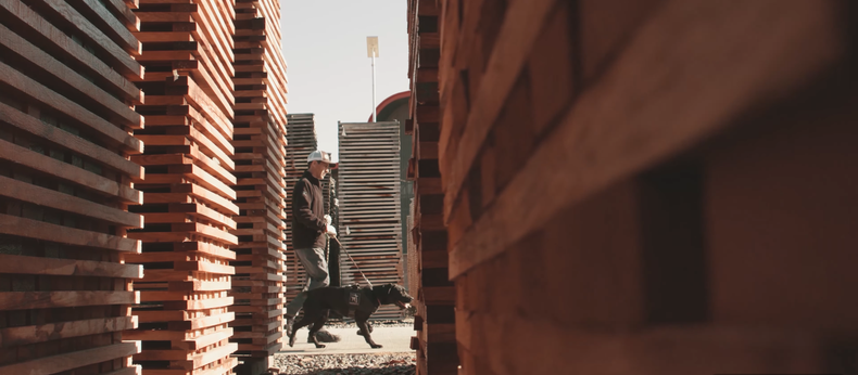 Los perros rastrean contaminantes que afecta a la calidad del vino.