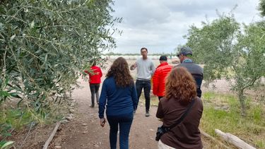 Turismo: especialistas destacaron el potencial de Mendoza vinculado a la olivicultura Turismo: especialistas destacaron el potencial de Mendoza vinculado a la olivicultura