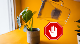Guía práctica para detectar exceso de riego en plantas y corregirlo