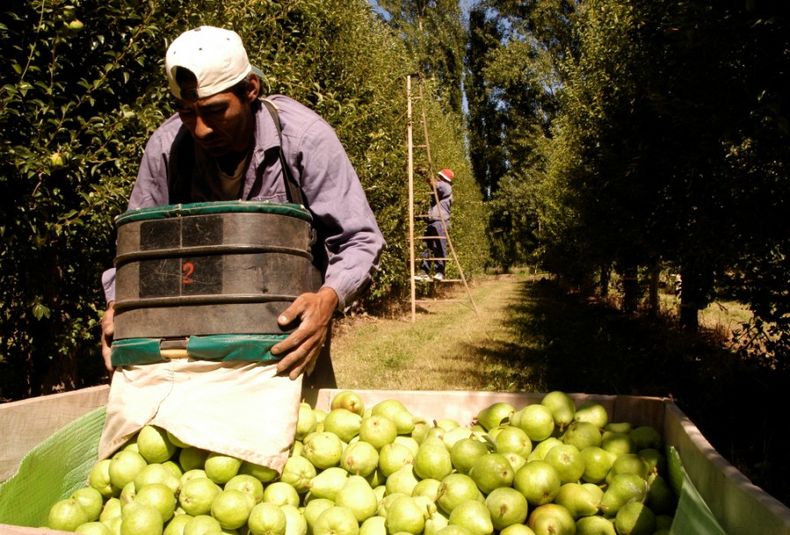 Pera, productor, agricultor