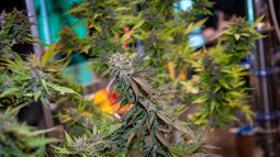 Mendoza avanza con normas clave para regular la producción de cannabis medicinal y cáñamo industrial