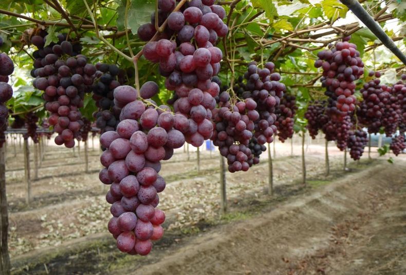 Uvas mesa fruta vides