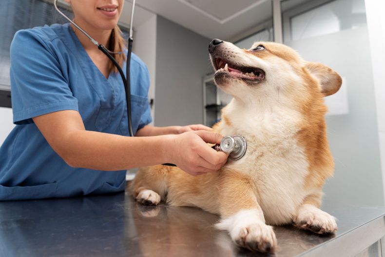 Banco Nación ofrece descuento sin tope de reintegro en veterinarias: cómo aprovecharlo en Mendoza