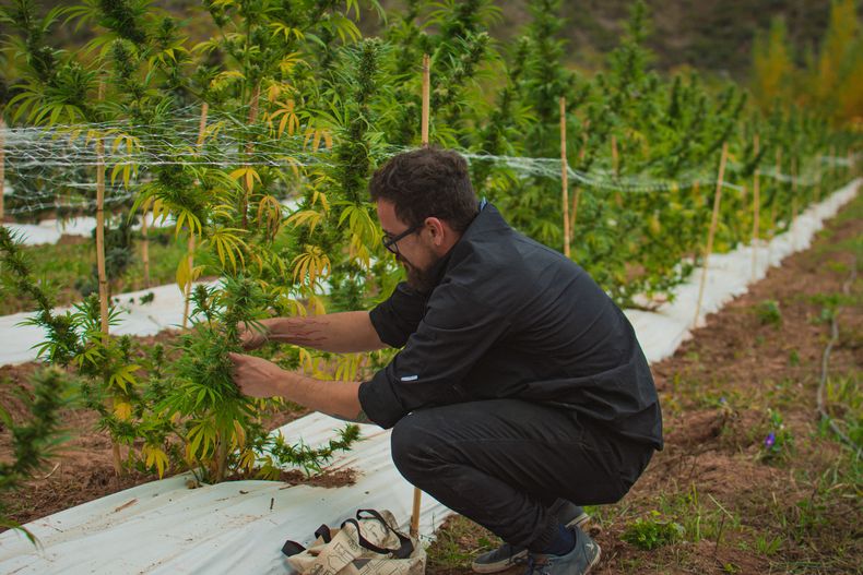 El cultivo está regulado bajo la Ley de Cannabis Medicinal N° 27.350.