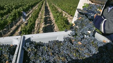 La vitivinicultura en jaque: bajo consumo, nuevas tendencias y falta de actualización La vitivinicultura en jaque: bajo consumo, nuevas tendencias y falta de actualización