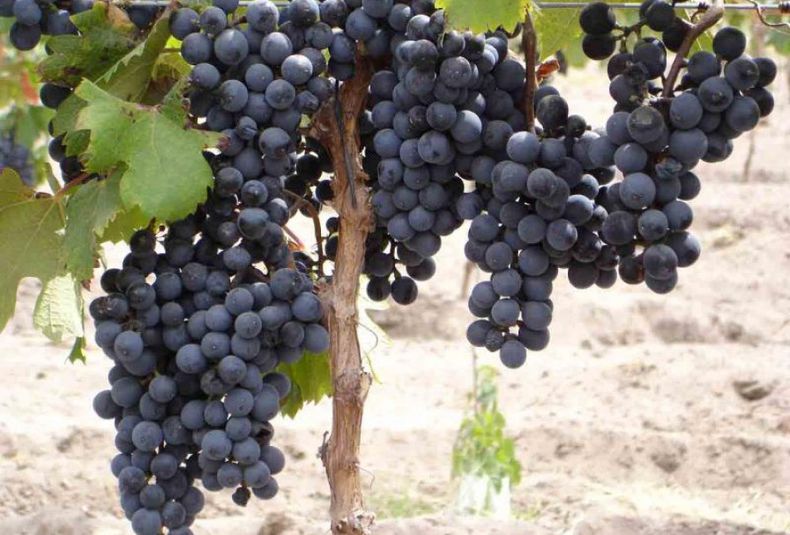 Malbec