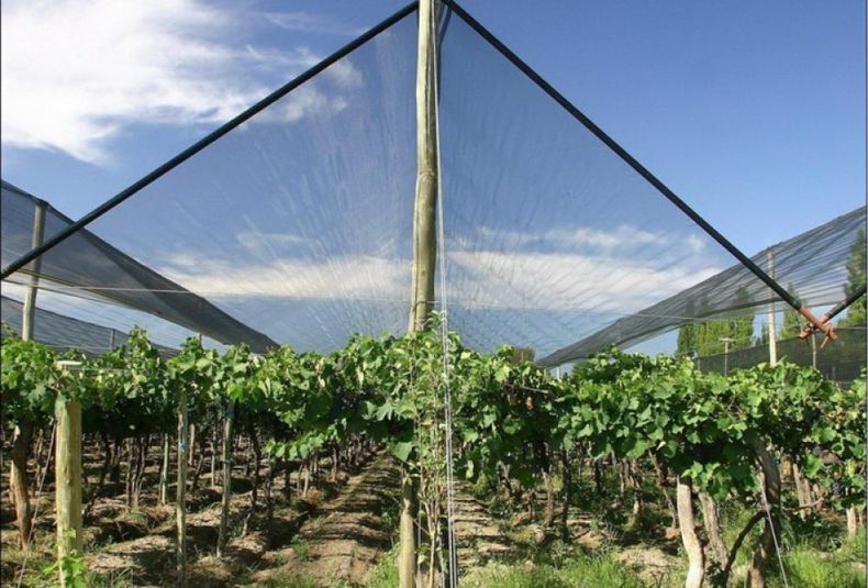 Desde la oposición advierten que no hay tiempò para que los productores coloquen tela antigranizo antes de la temporada de riesgo.&nbsp;
