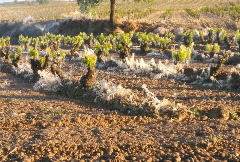 Heladas vinas abril