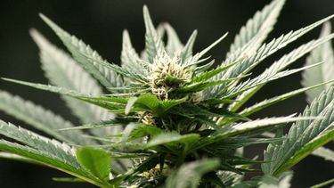 Sitio Andino | Marihuana resize
