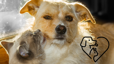 Sitio Andino | gato y perro amigos, mascota.png