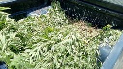 Perseguían a un sospechoso y encontraron 254 plantas de marihuana en Las Heras