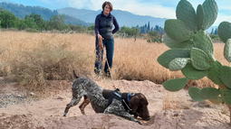 Roy, el perro que revoluciona la ciencia en Mendoza: busca pichiciegos y ayuda a prevenir el Chagas