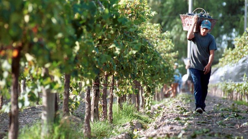 Viñateros en crisis: Hay una caída abrupta del mercado, advierten