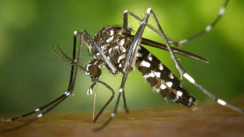 Nación confirmó 56 mil casos de dengue en el país. 