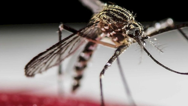 dengue en mendoza: la recomendacion clave para los dias de frio