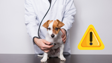 Sitio Andino | perro, gato, veterinario, mascota.png
