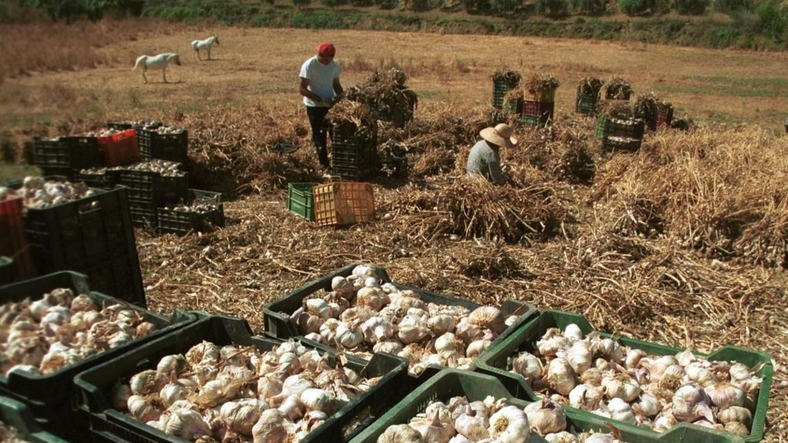 La cosecha del ajo en el Valle de Uco.