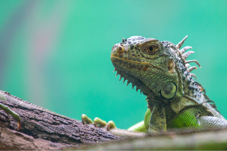 Mascota: la inquietante razón por la que tu iguana no come
