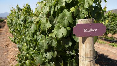 Los números del Malbec en una imagen