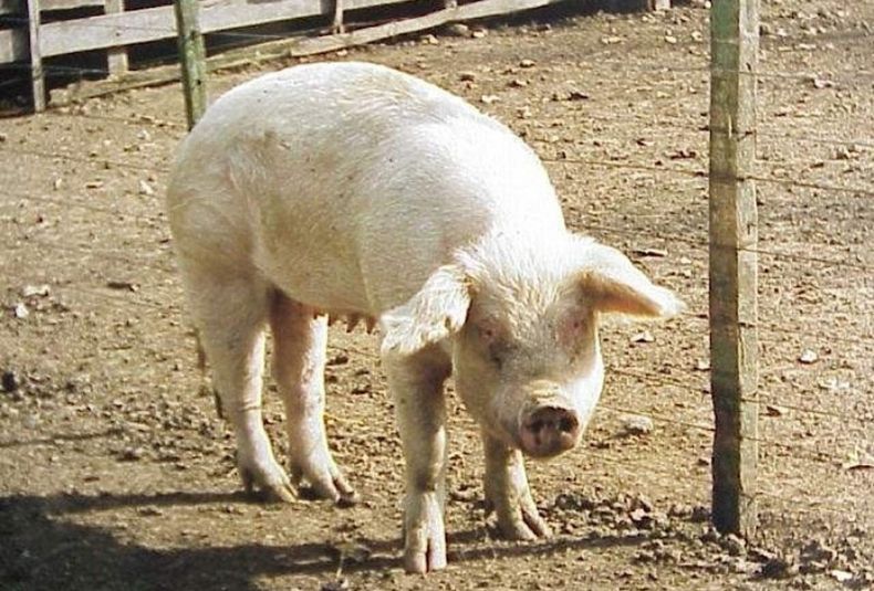 En Malarg&uuml;e autorizaron la pr&aacute;ctica del "chancho enjabonado".