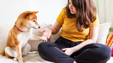 Mascota: ¿por qué mi perro apoya la pata sobre mí y qué significa?