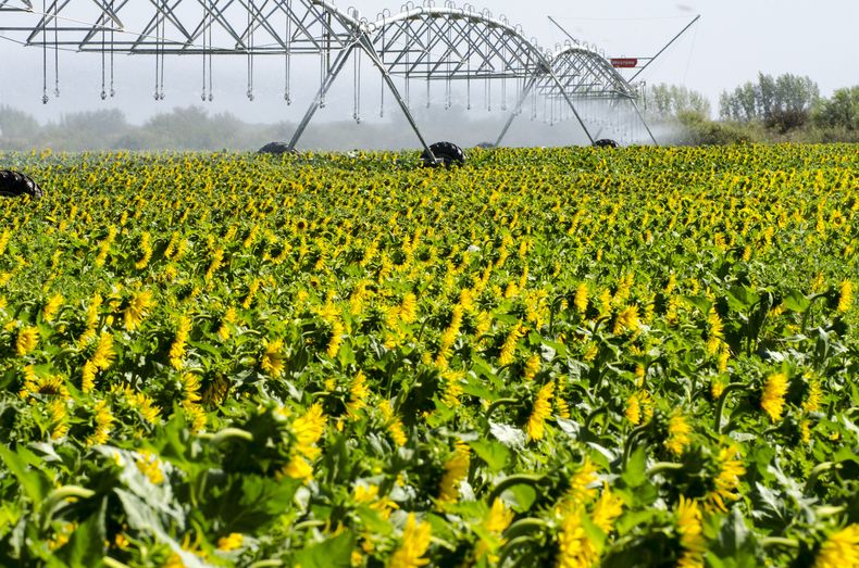 La medida alcanza a la soja, maíz, trigo, cebada, sorgo y girasol.
