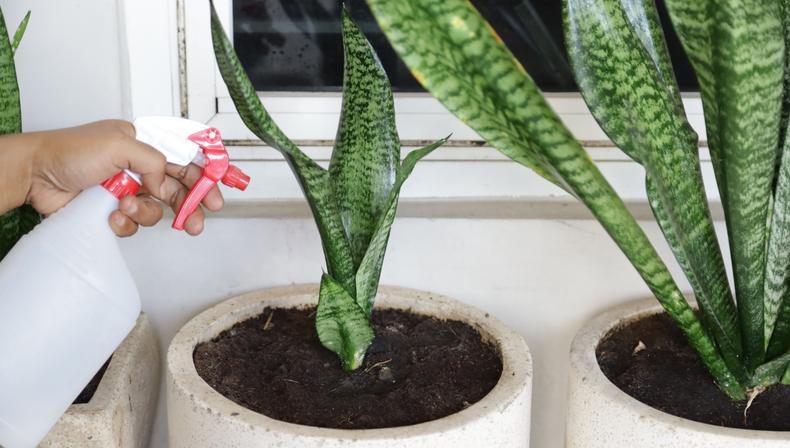 C&oacute;mo y cu&aacute;ndo podar la lengua de suegra, una planta resistente que puede crecer a&uacute;n m&aacute;s