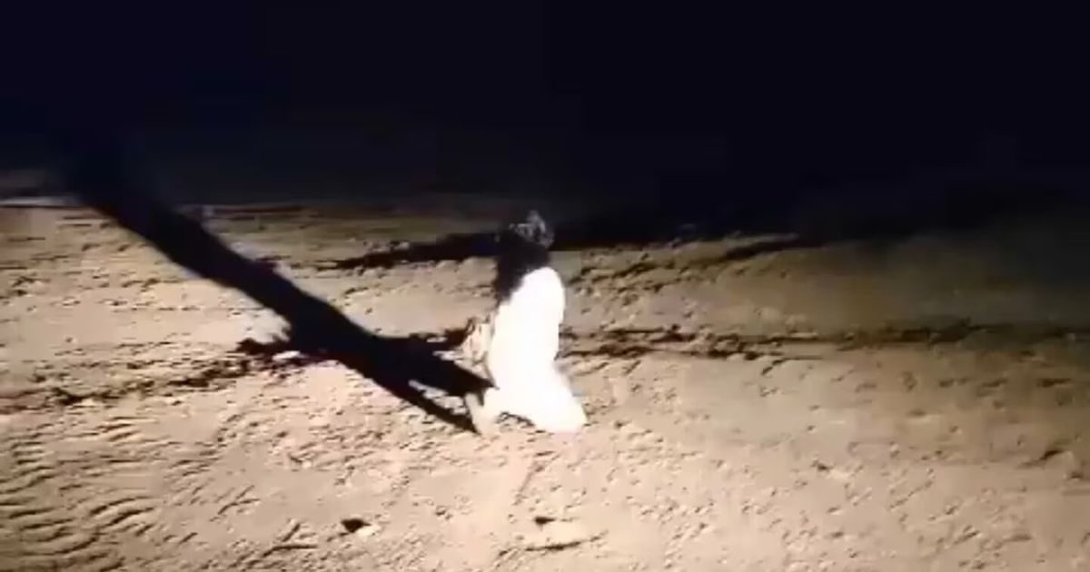 Terror Graban A Una Mujer Fantasma Caminando De Noche En Un Cementerio 8632