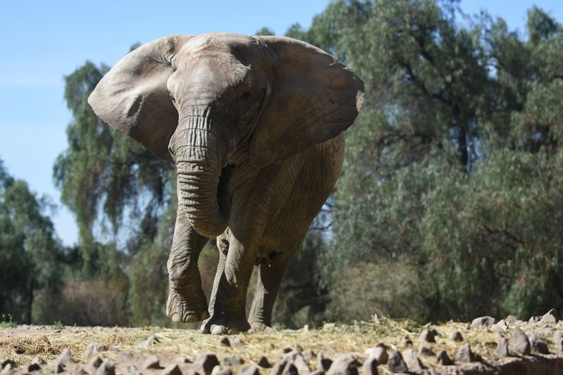 Kenia será trasladada a Brasil.