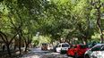 Mendoza reglamentó la nueva Ley de Arbolado Público y estableció nuevas condiciones para la poda, erradicación y reposición de ejemplares.