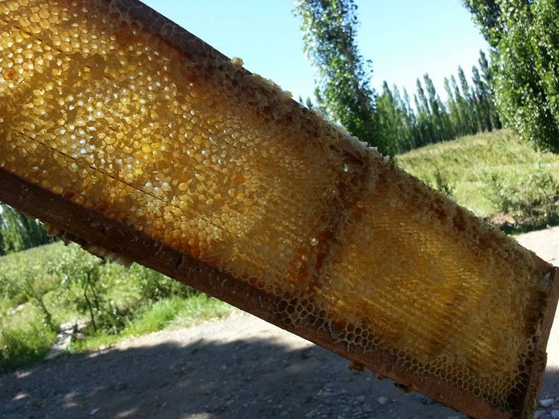 Las abejas son indispensables en la producción agroecológica de frutos rojos.