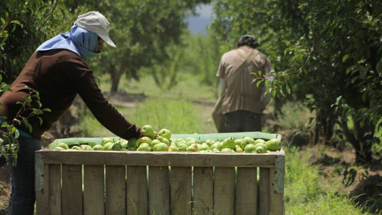 Mendoza Activa 3 impulsó inversiones por más de $15.000 millones en el sector agrícola