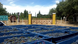 Tucumán muestra su Ruta del Vino