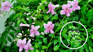 Sitio Andino | bignonia, jardinería.png